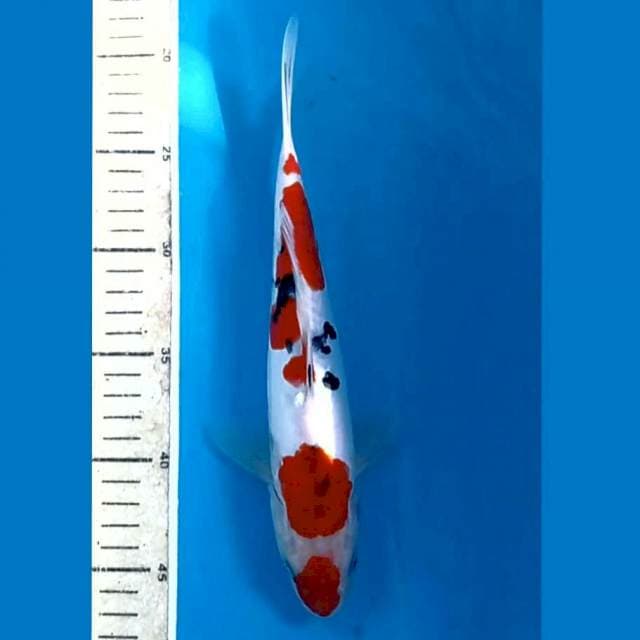 Sanke doit, 26 cm