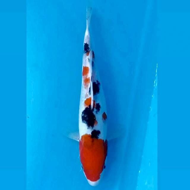 Sanke, 24 cm