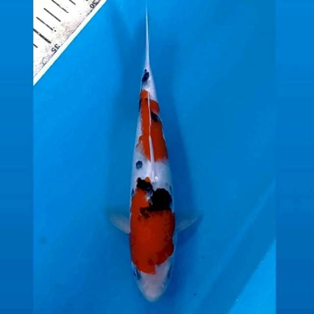 Sanke "male", 22 cm