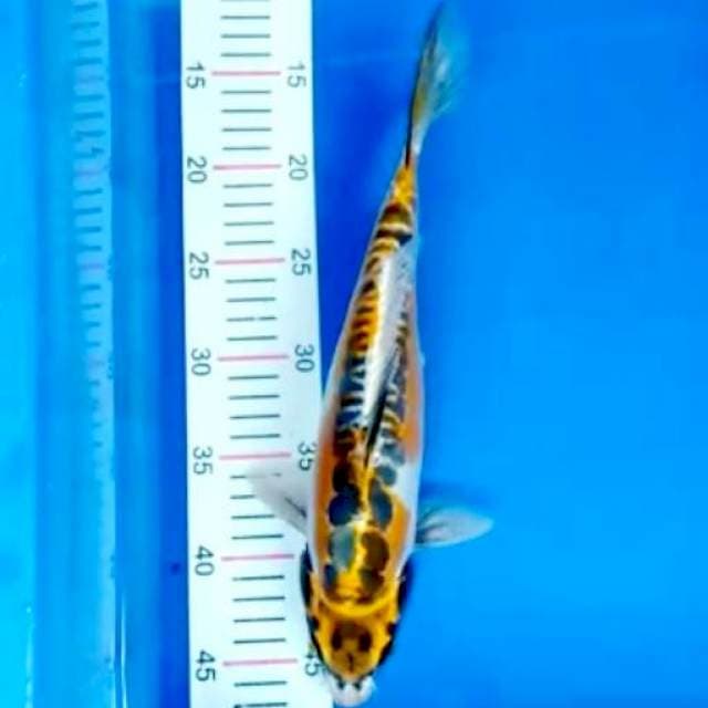Kikokuryu 32 cm