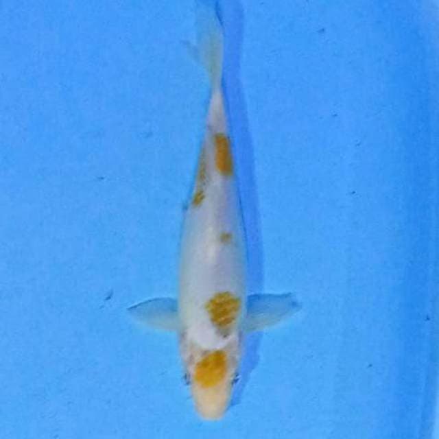Koyo
