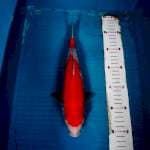 Kohaku 30cm
