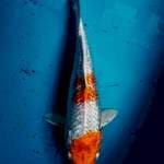 Kohaku Inazuma 30cm