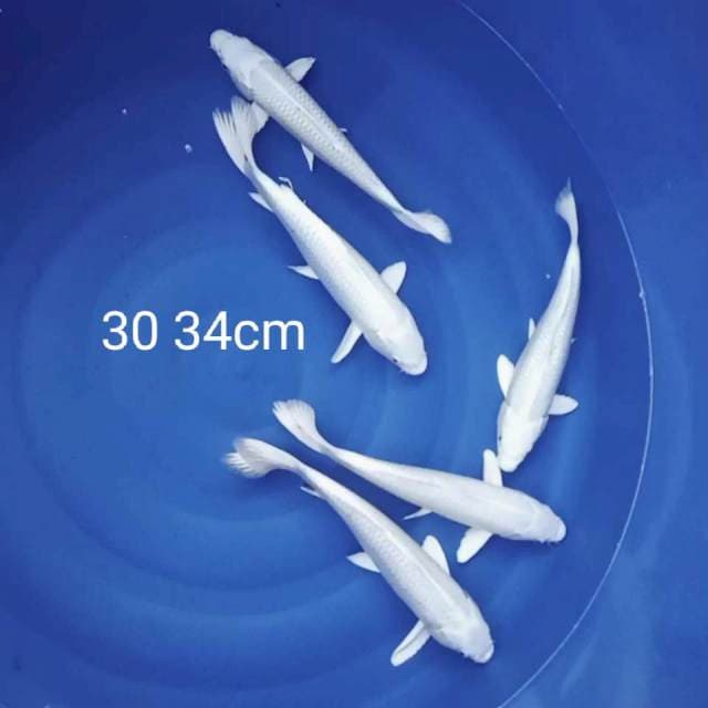 Platinum 5 ekor 30-34cm