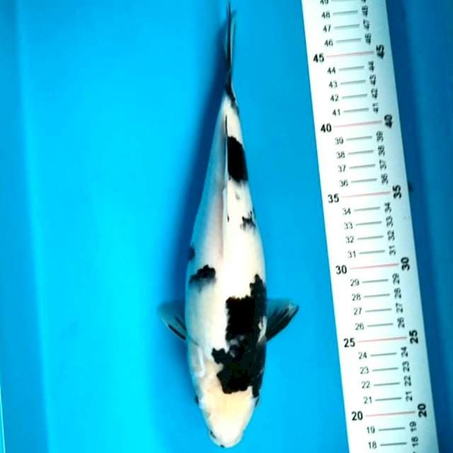 Shiro 28 cm
