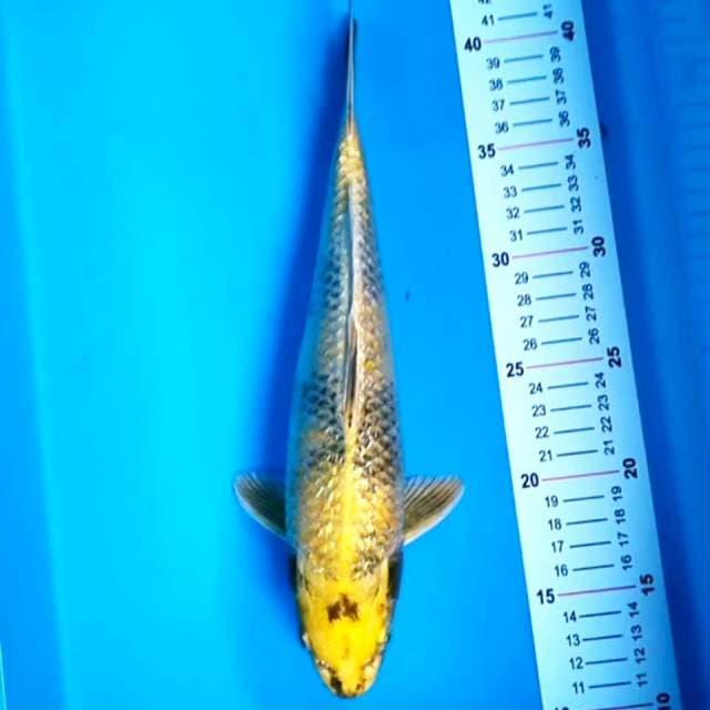 Kin Showa Ginrin 30 cm
