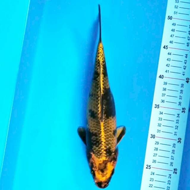 Kin Utsuri 30 cm
