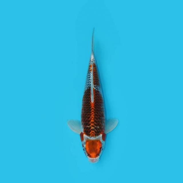 Maruten Goshiki 31 Cm