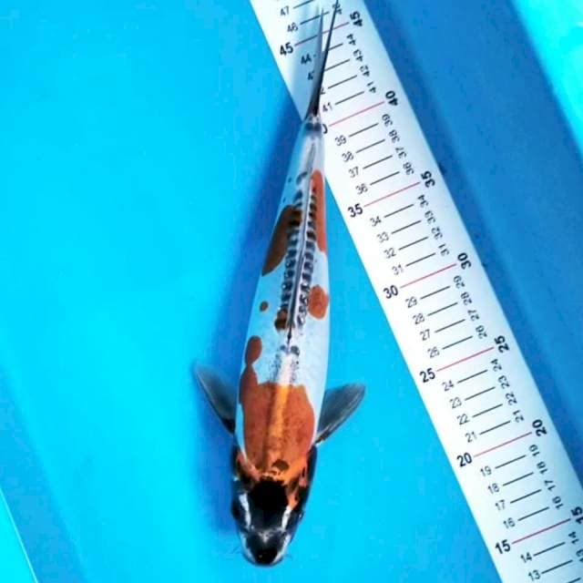 Kikokuryu 30 cm