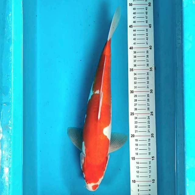 Kohaku Doitsu 39 cm