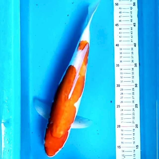 Kohaku Doitsu 39 cm