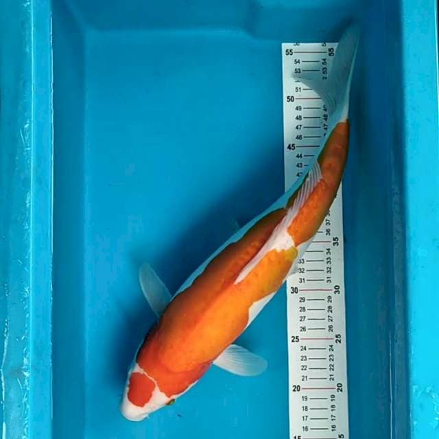 Kohaku Doitsu 43 cm