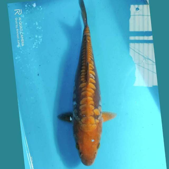 Chagoi Aragoke 34cm