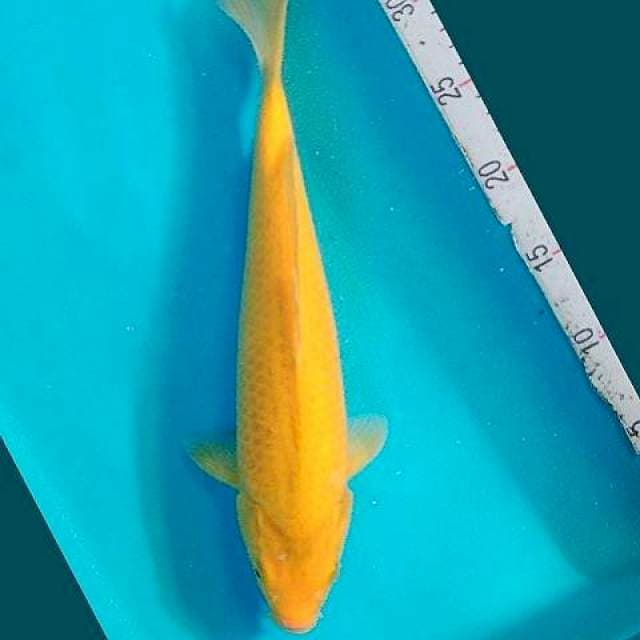 Karashi 34cm