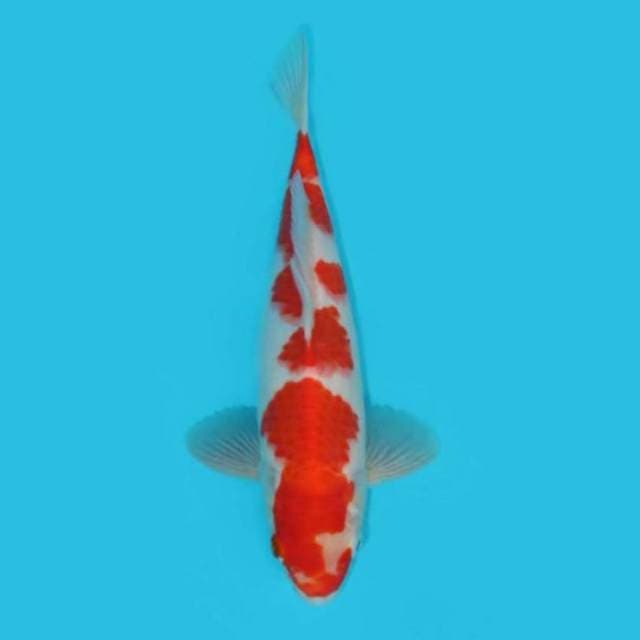 Kohaku 26 Cm