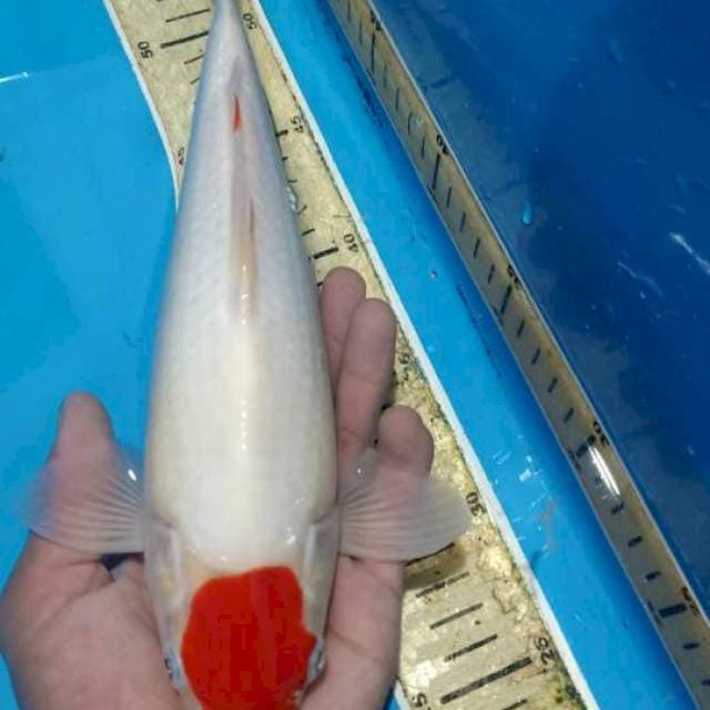 Tancho kohaku