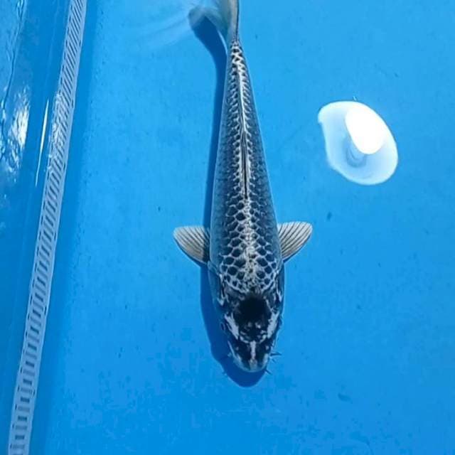 Mukasi Black Diamon