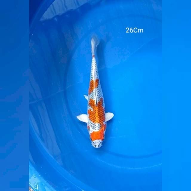 Kujaku 26Cm