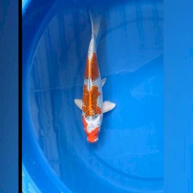 Kujaku 37Cm