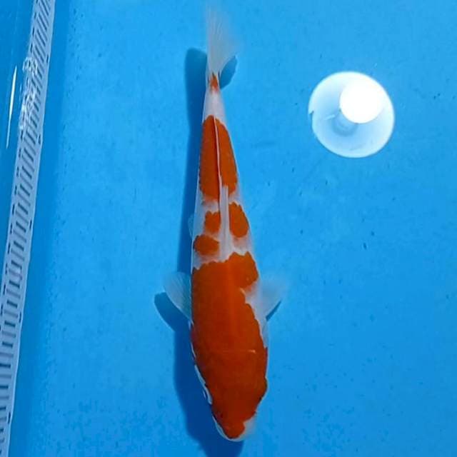 Kohaku strong