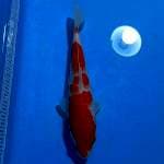Kohaku strong