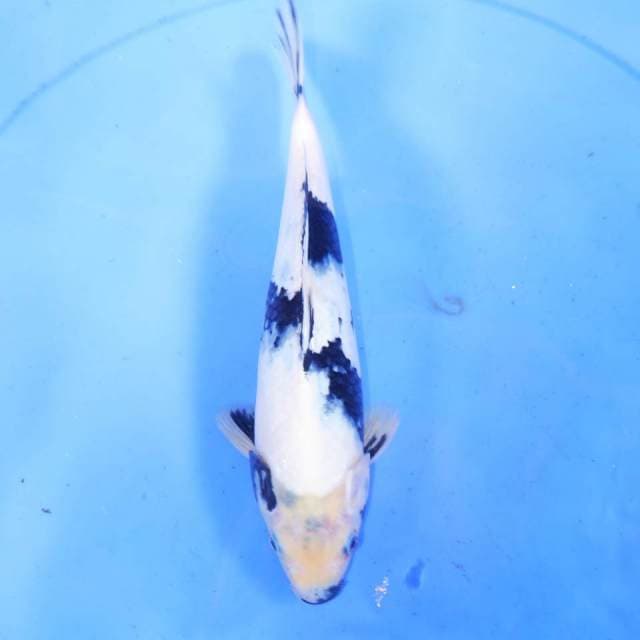 SENSA SHIRO 29cm