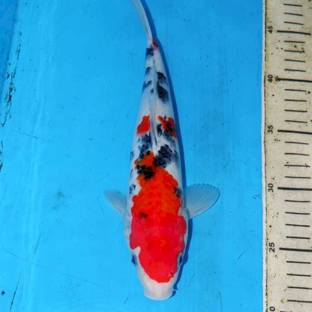 GOKUNA SANKE 28cm
