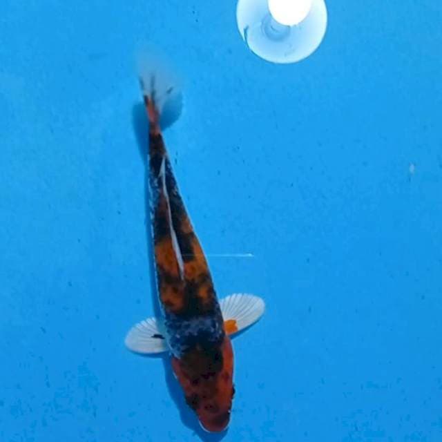 Koro Goshiki