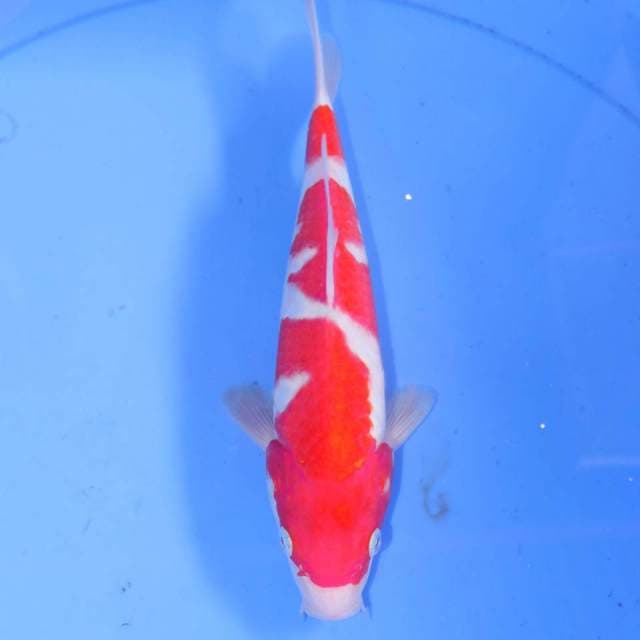 SIZUKA KOHAKU