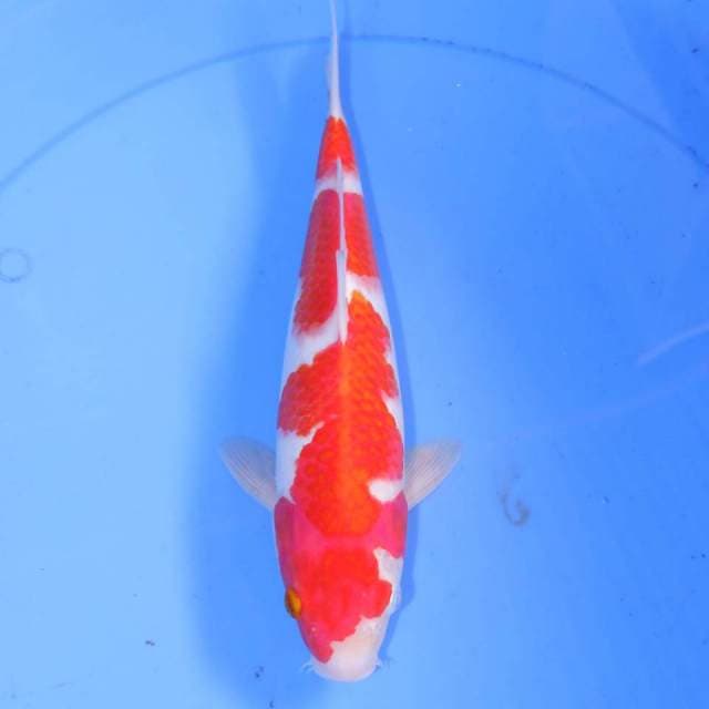 KIRIN KOHAKU HQ 30cm