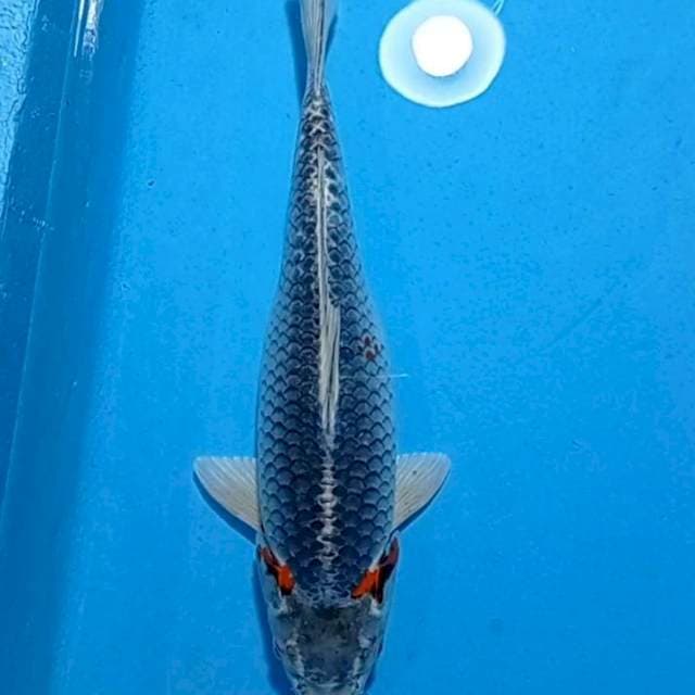 Goshiki polos mbadak