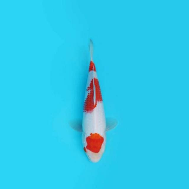 37CM - KOHAKU