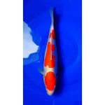 3Step Kohaku Doitsu Murni 28cm (F)