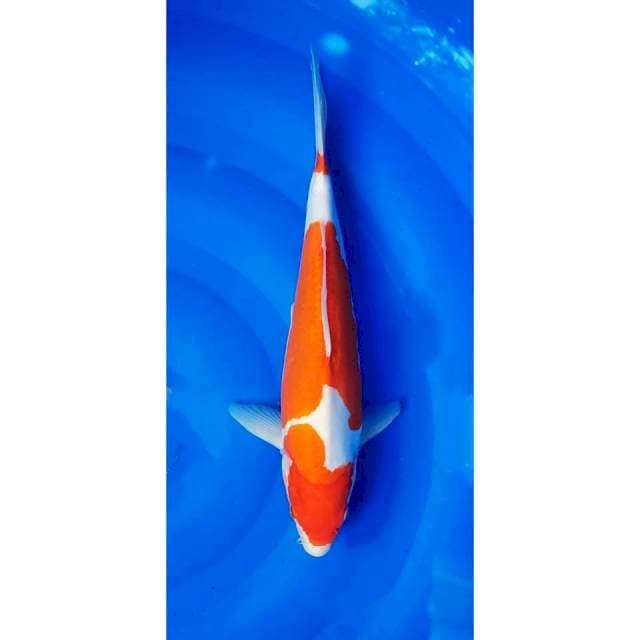 3Step Strong Doitsu Kohaku 34cm (M)