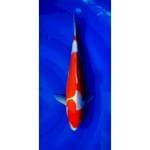 3Step Strong Doitsu Kohaku 34cm (M)