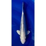 Platinum Ginrin Super White 33cm (M)