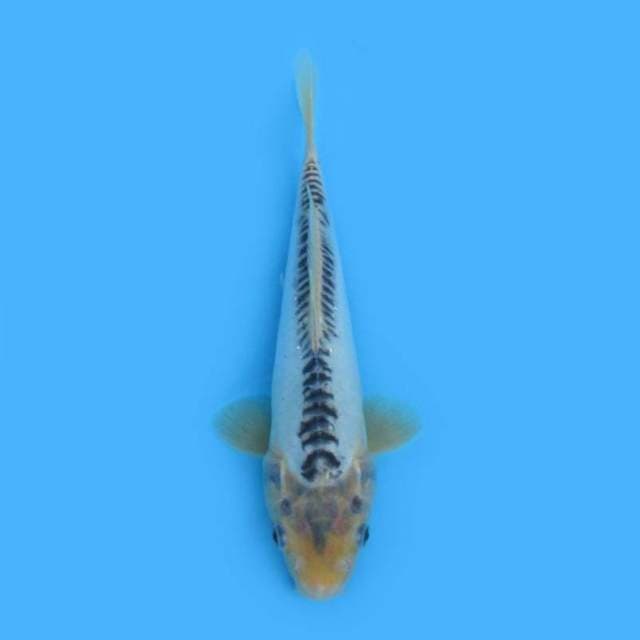 31CM - SUSHUI