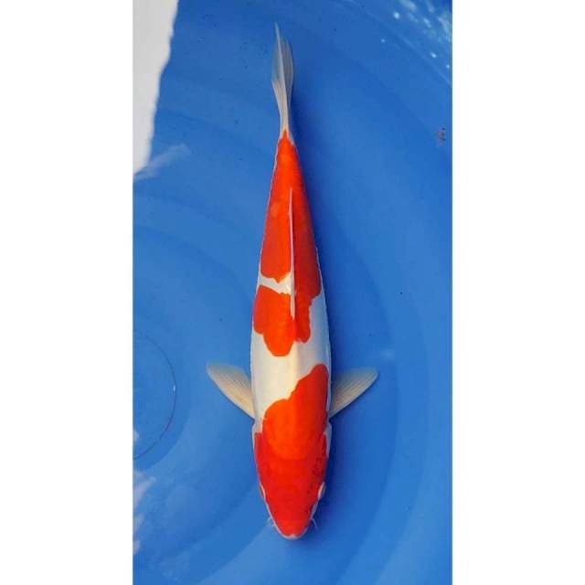 Doitsu Kohaku 2Step Original 34cm (M)