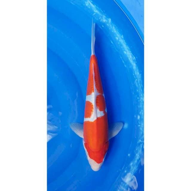 Red Strong Doitsu Kohaku Original 36cm (M)