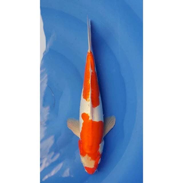 2Step Kohaku Doitsu Original 33cm (M)