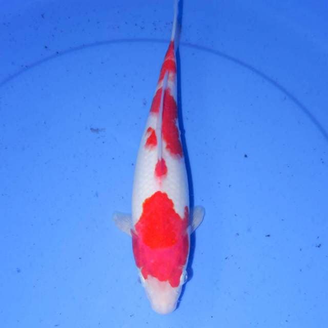 KOHAKU 