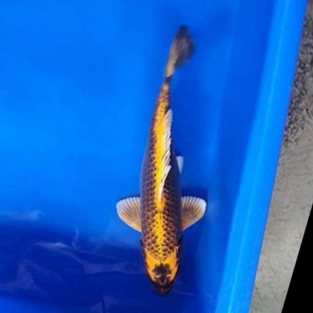 Kabuto 28 cm