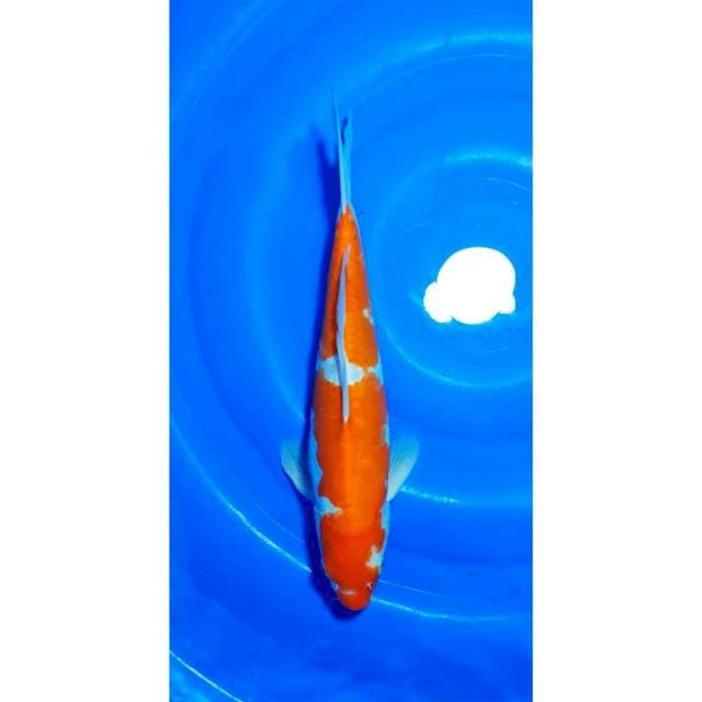 HQ Doitsu Kohaku 33cm (M)