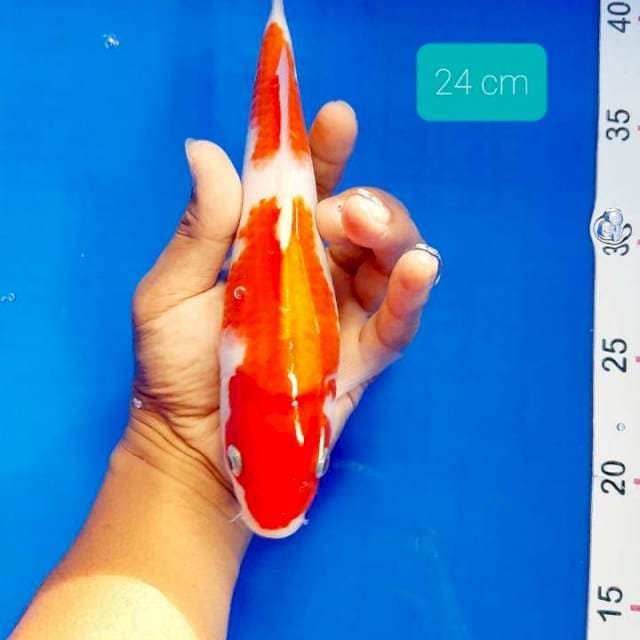 Kohaku 24 cm