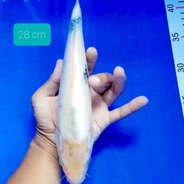 Tateghoi shiro 28 cm