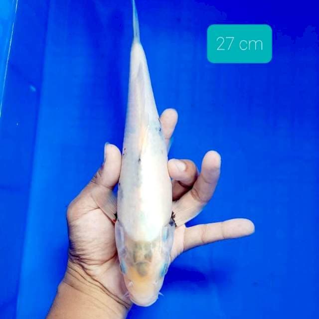 Tateghoi shiro 27 cm