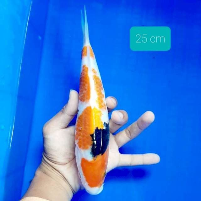 Tateghoi showa 4 step 25 cm