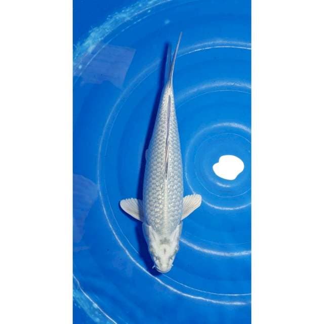 Jumbo Mukashi Ogon 40cm (M)