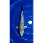 Jumbo Mukashi Ogon 40cm (M)