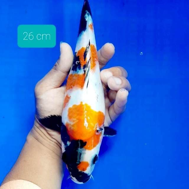 Tateghoi showa 26 cm